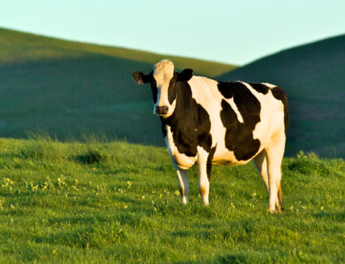 Sonoma County supervisors rewrite ballot question for factory farm measure